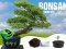 Bonsai Ekim Kiti Masanızda Ağaç Yetiştirin