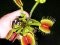 Sinek Avlayan Çiçek Yetiştirme Kiti - Venus Flytrap