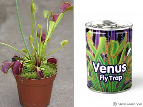 Sinek Avlayan Çiçek Yetiştirme Kiti - Venus Flytrap
