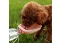 Evcil Hayvan Plastik Yıkanabilir Taşınabilir Su Şişesi Bağlantılı Su Kabı