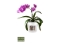 Hava Delikli Alt Tabaklı Şeffaf Orkide Çiçek Saksısı 2,3 Lt Kapasiteli 