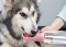 Taşınabilir Evcil Hayvan Suluğu Kilitlenebilen Su Sızdırmaz Kap 350 ml