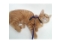 Kedi Boyun Göğüs Tasması 120cm